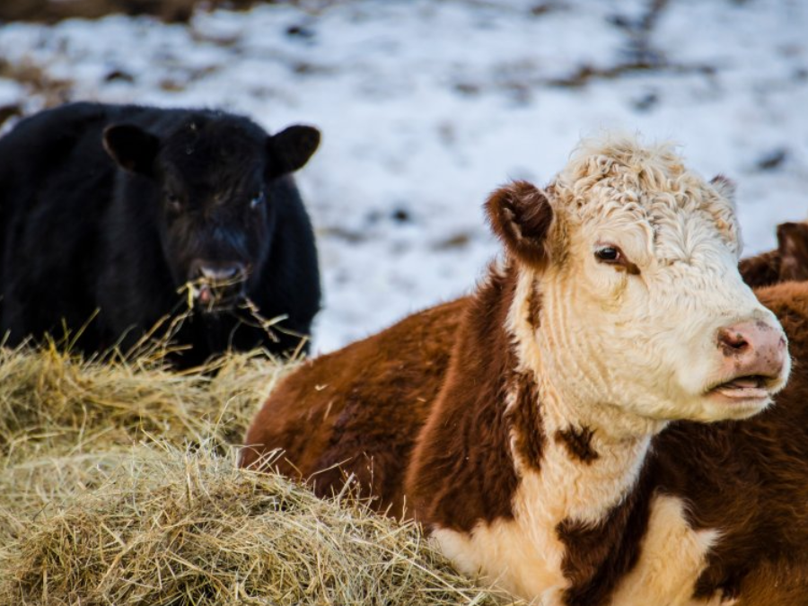 5 Winter Tips for Keeping Livestock Healthy