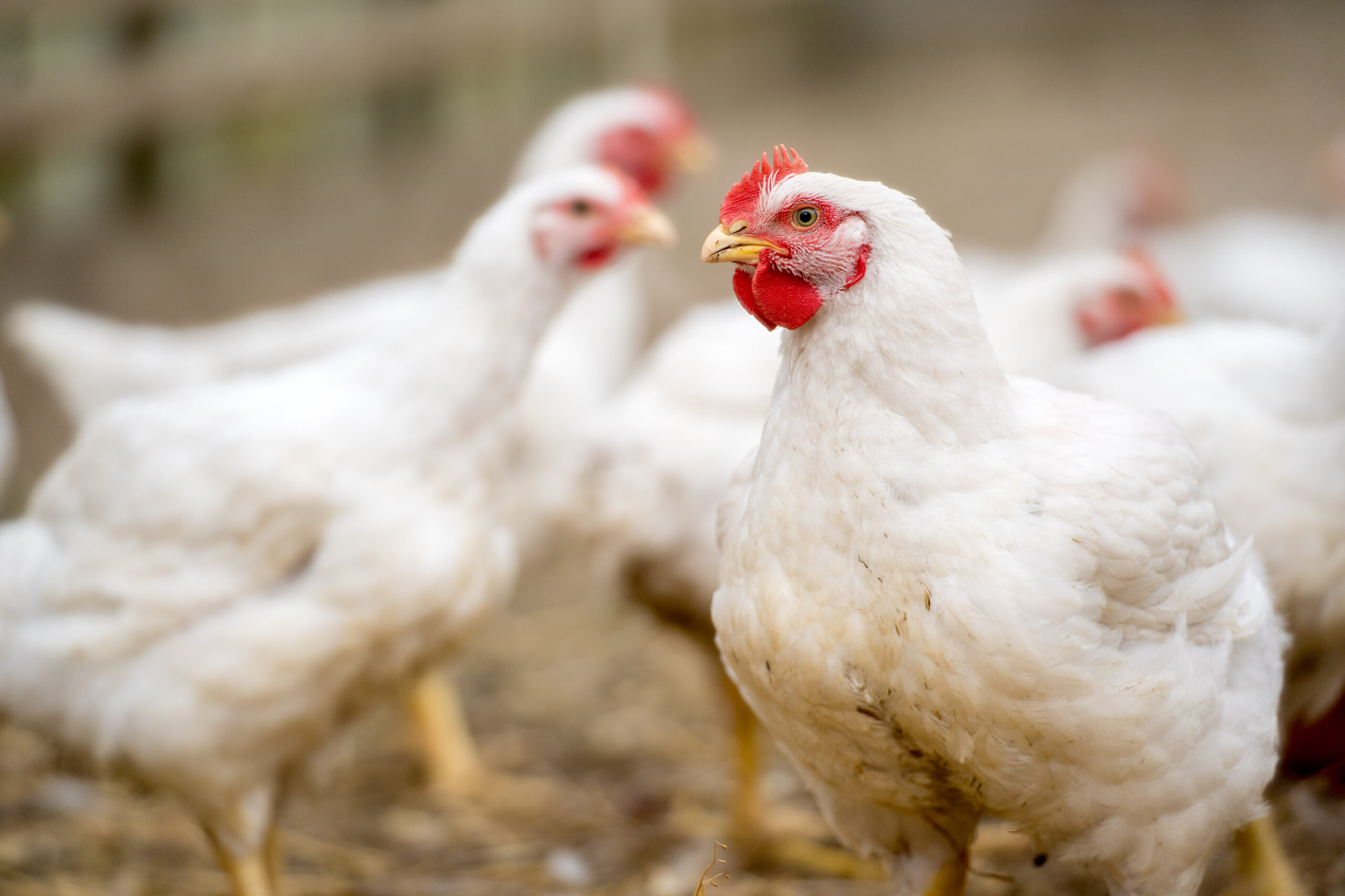 From Hatch to Harvest: Raising Chickens for Meat