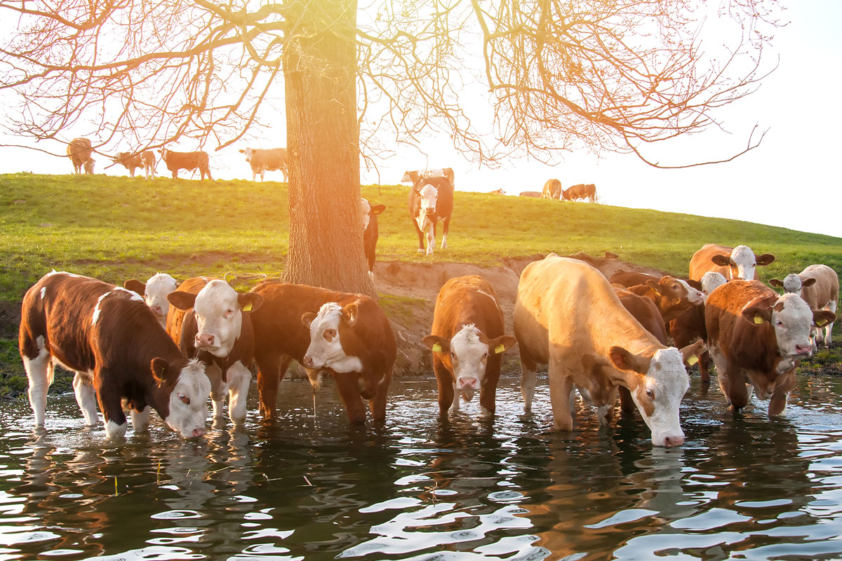Cattle drinking water from a pond on a hot day, illustrating the importance of electrolytes for cattle in summer